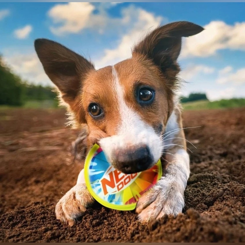 Nerf Color Blast Squeaker Ball Dog Toy